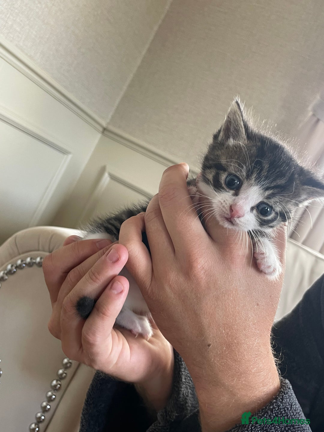 Mixed Breed cats for sale: Beautiful tabby kittens - Image 1