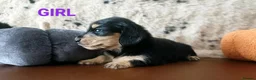 Miniature Dachshund dogs for sale: Quality Longhaired mini dachshund trusted breeder  - Advert 9