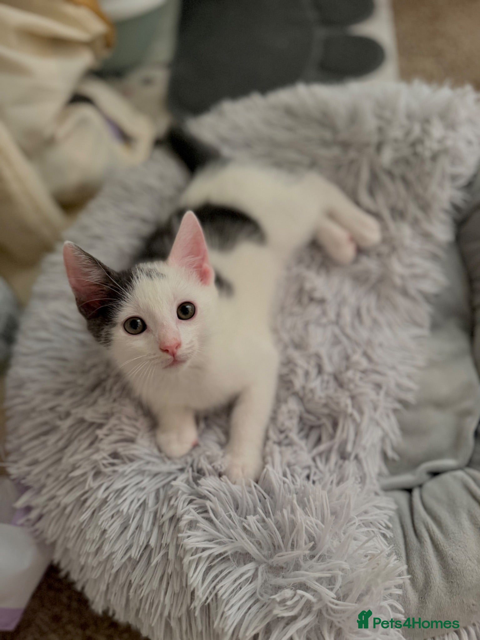 Mixed Breed cats  Beautiful Black & White Kittens Looking for home - Advert 1