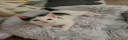 Mixed Breed cats for sale:  Beautiful Black & White Kittens Looking for home in Manchester - Advert 1