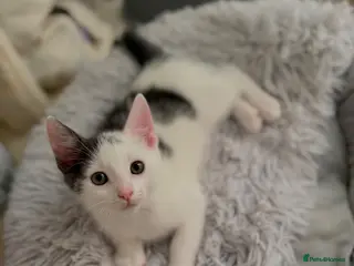Mixed Breed cats Beautiful Black & White Kittens Looking for home - Advert 6
