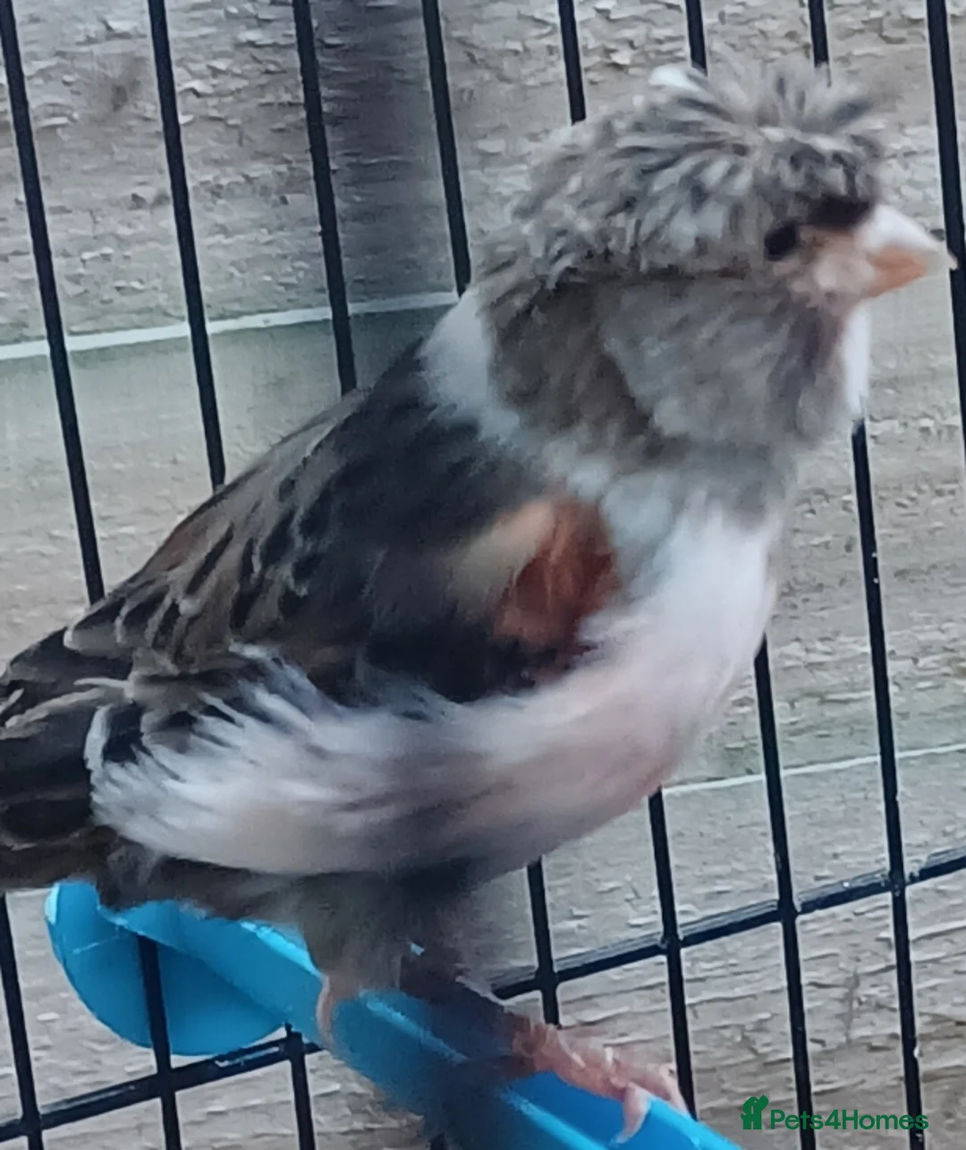 Canaries birds for sale: HARLEQUIN RED FACTOR PORTUGUESE CREASTED  - Advert 33