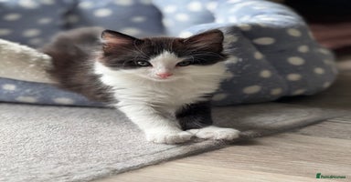 British Longhair cats - Advert 7