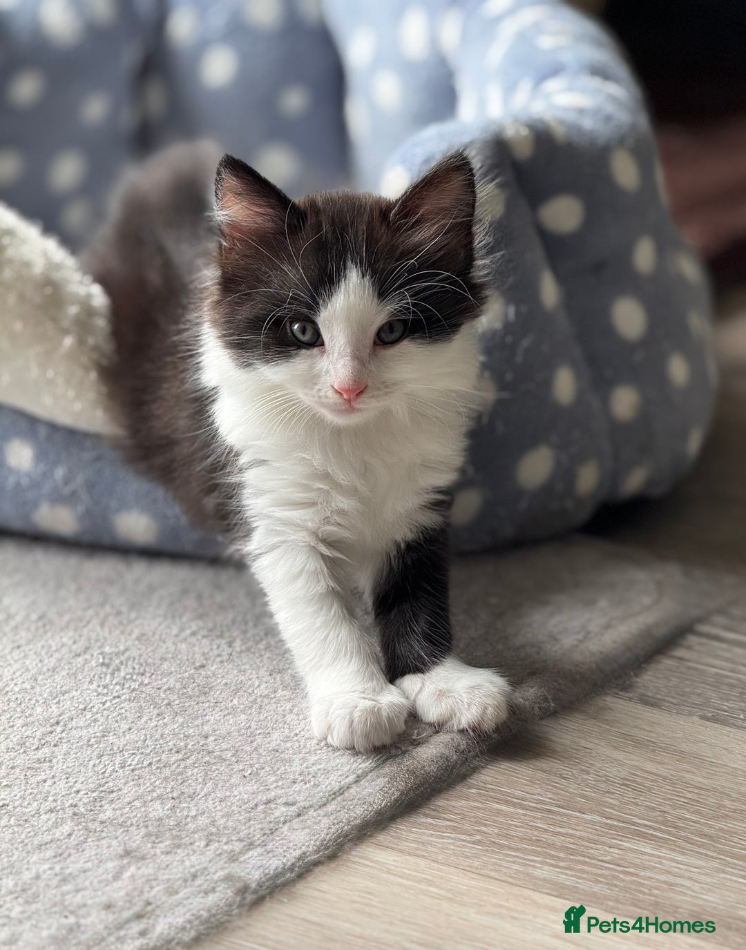 British Longhair cats for sale: 3 Gorgeous Fluffy Cuddly Babies! - Image 3
