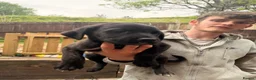 Cane Corso dogs for sale: Cane corso puppies  - Advert 18