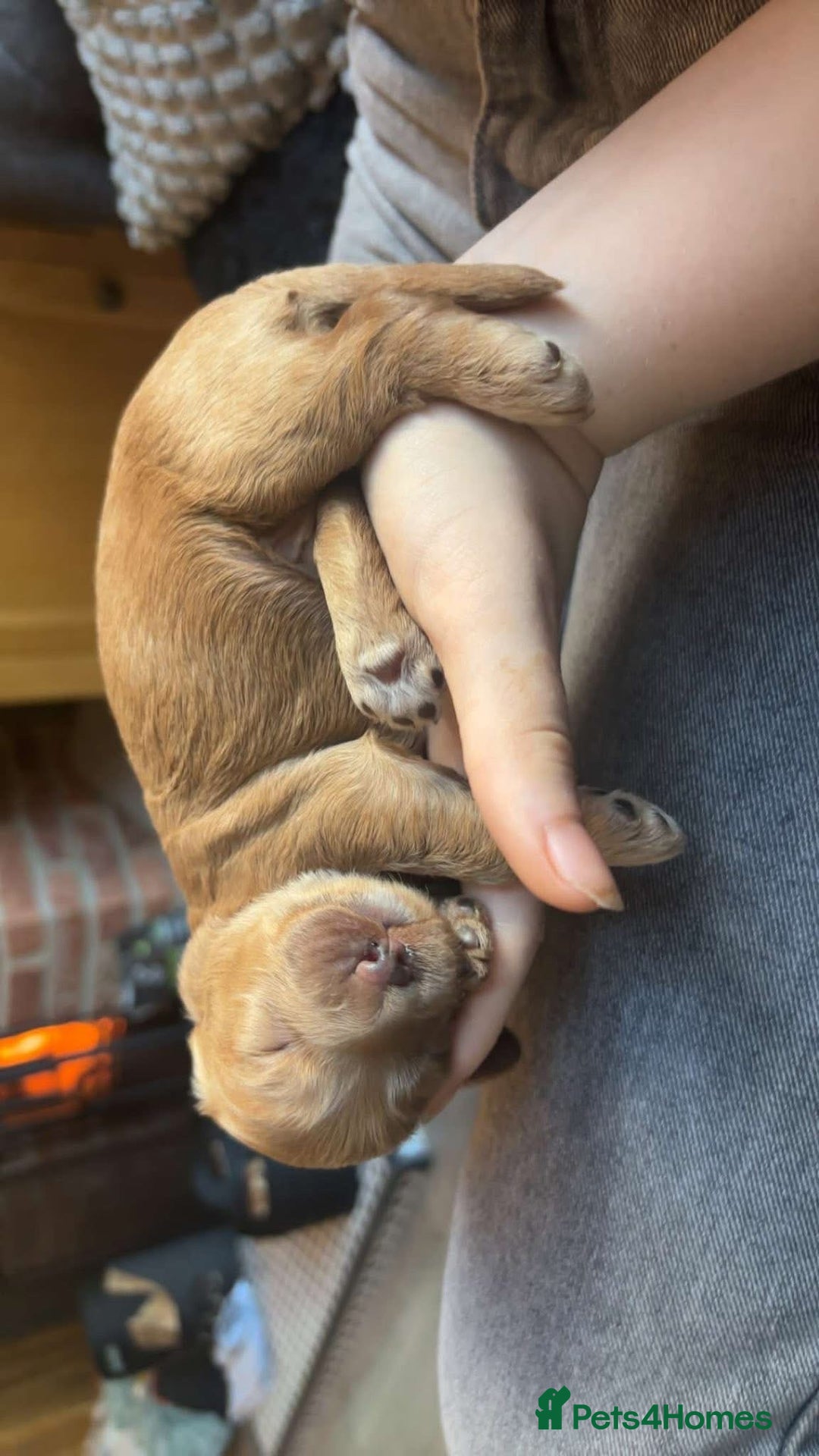 Labradoodle dogs for sale: Beautiful F1B Mini Labradoodles Hypoallergenic Red - Image 10