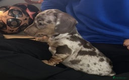 Dachshund dogs for adoption: Stunning Dachsund  - Image 2