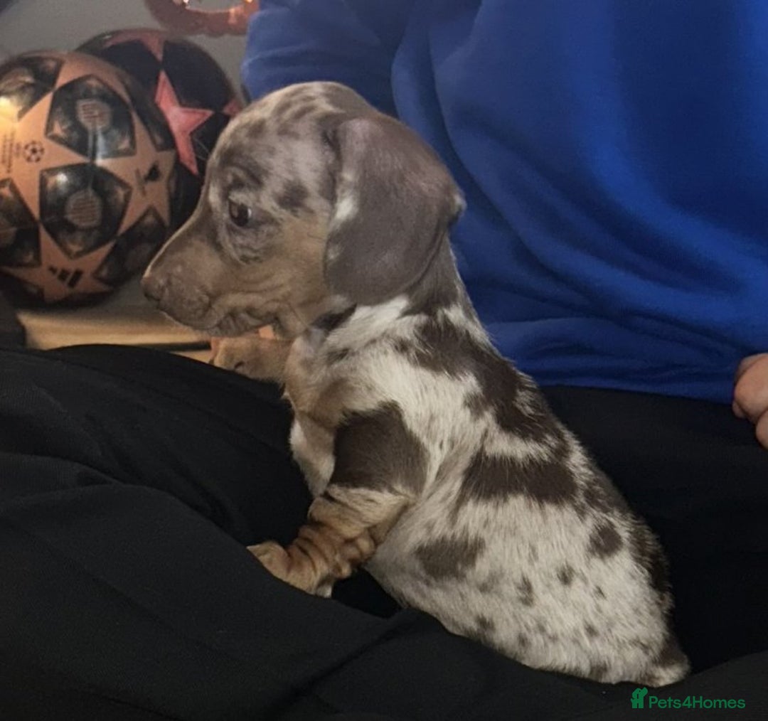 Dachshund dogs for adoption: Stunning Dachsund  - Image 2