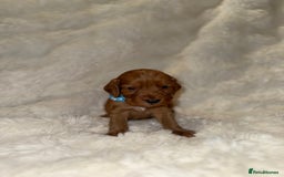 Cocker Spaniel dogs for sale: 🧡Fox Red WCS🧡 - Image 30
