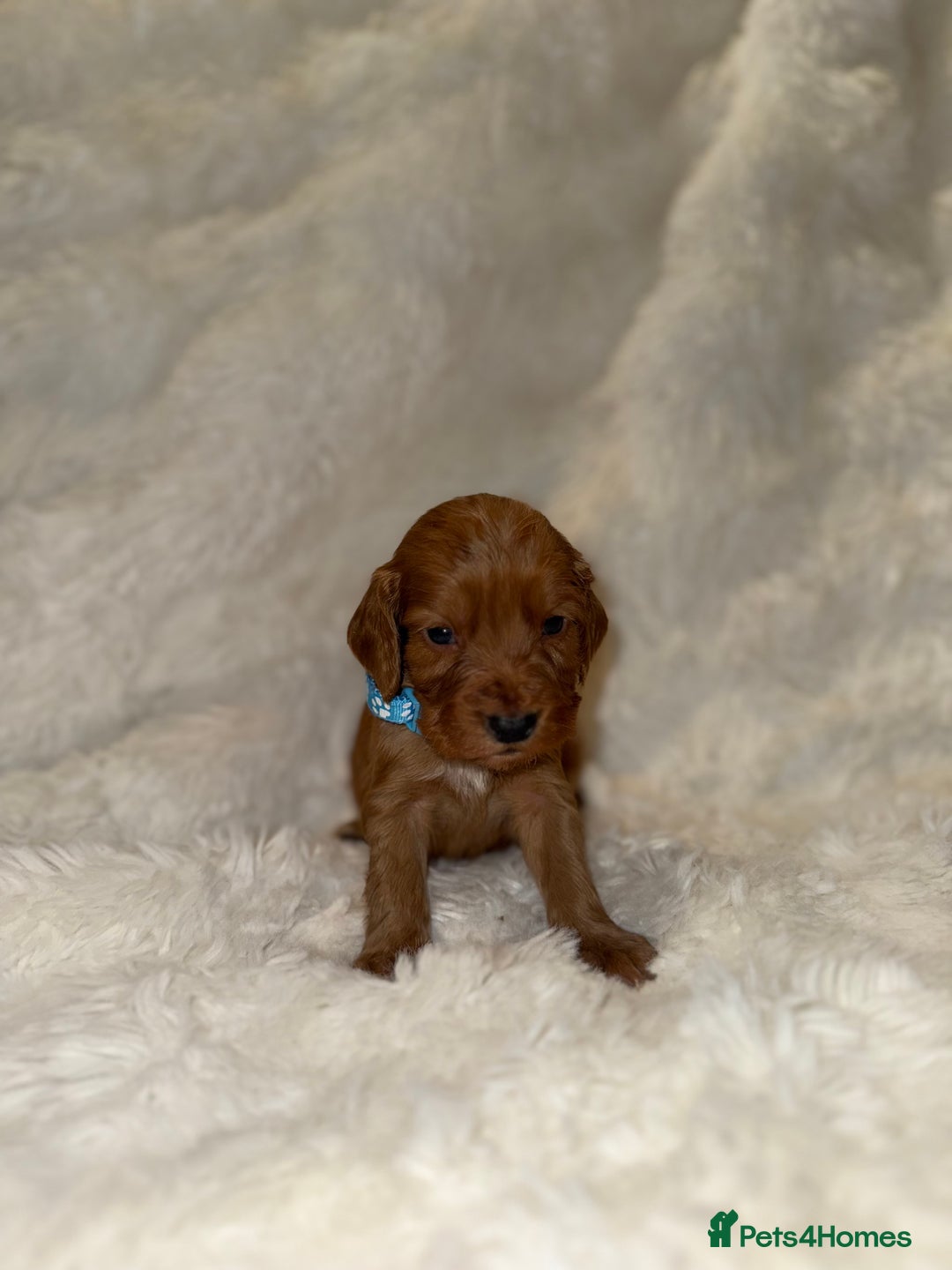Cocker Spaniel dogs for sale: 🧡Fox Red WCS🧡 - Image 30