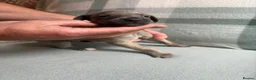 Whippet dogs for sale: Exceptional litter of KC whippets  in Shrewsbury - Advert 21
