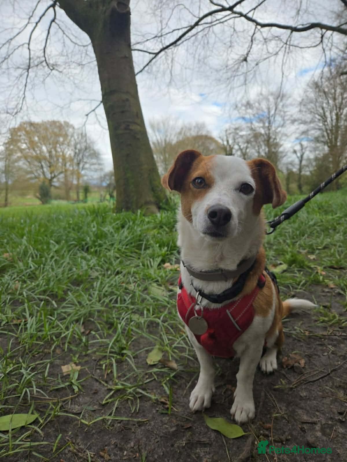 Mixed Breed dogs CRETA - FOR ADOPTION  - Advert 1