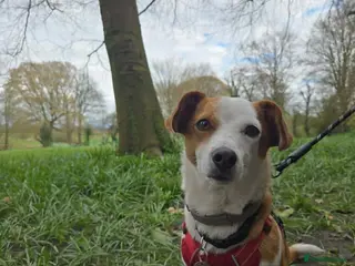 Mixed Breed dogs for adoption: CRETA - FOR ADOPTION - Advert 1