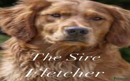 Golden Retriever dogs for sale: Dark Red Golden Retriever Pups  - Image 5