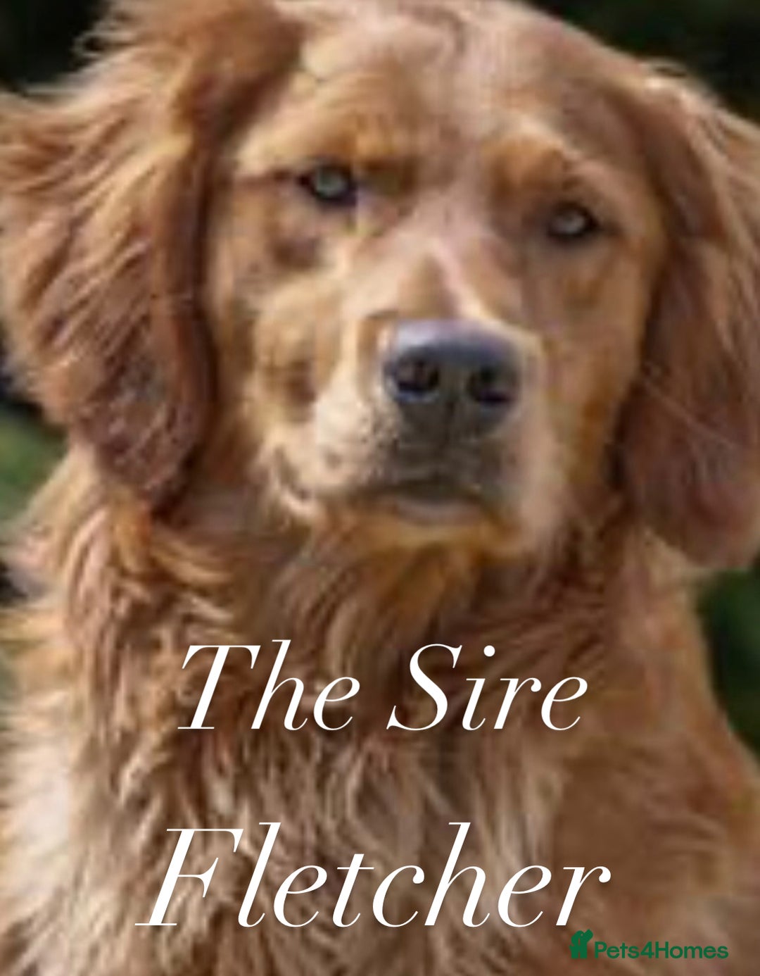 Golden Retriever dogs for sale: Dark Red Golden Retriever Pups  - Image 5