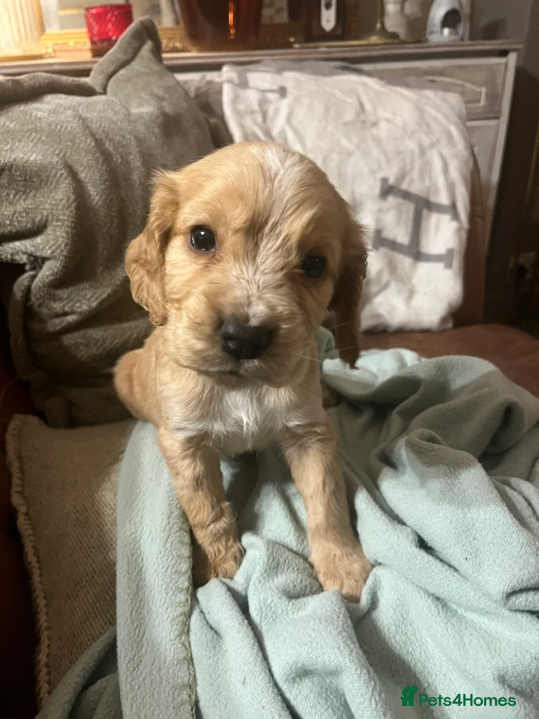 Cockapoo dogs for sale: ONE BOY LEFT.  F1 COCKAPOO - Advert 11