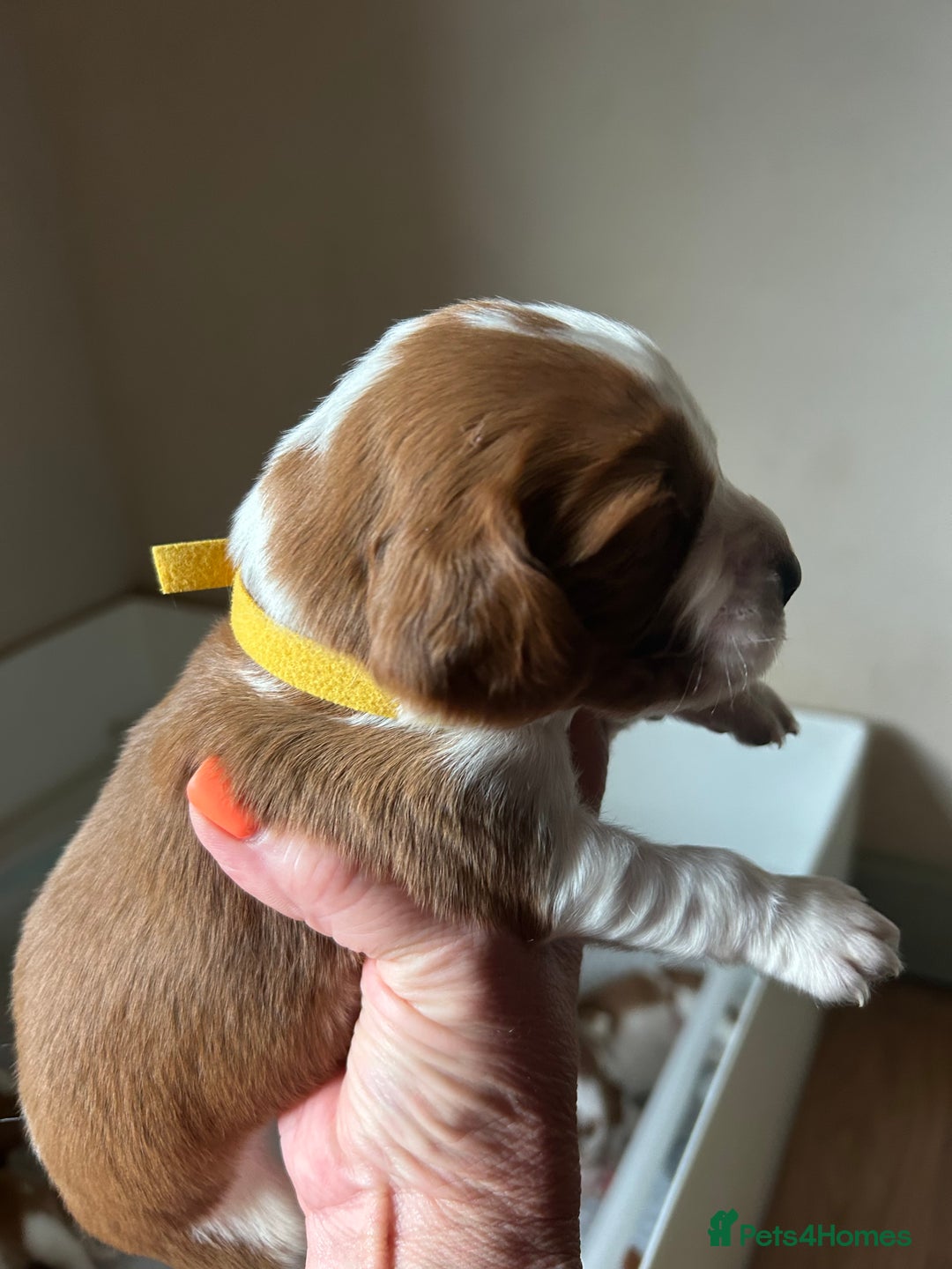 Welsh Springer Spaniel dogs for sale: Kc reg Welsh springer spaniel male puppies - Image 24