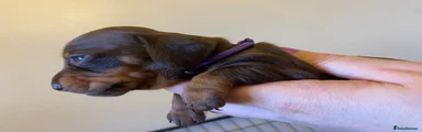 Miniature Dachshund Puppy 5