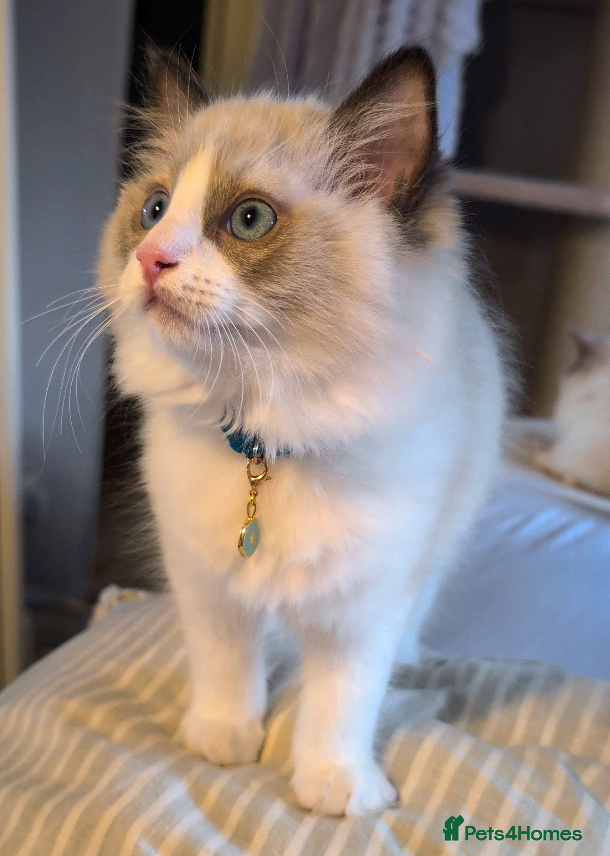 Ragdoll cats Tica Ragdoll kittens imperial grand champion lines - Advert 2
