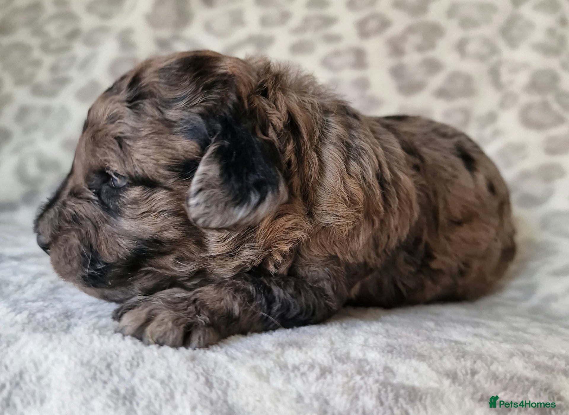 Toy Poodle dogs Superb Merle Toy Poodles - Advert 5