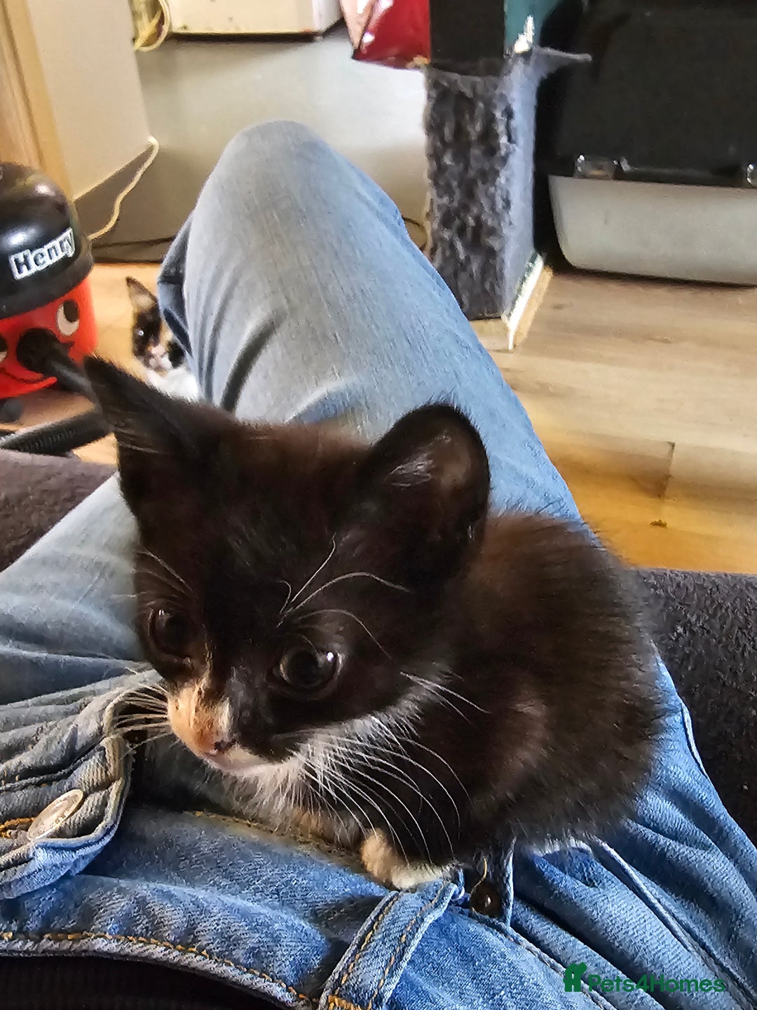 Mixed Breed cats for sale: Adorable kittens looking for their forever homes  - Image 10
