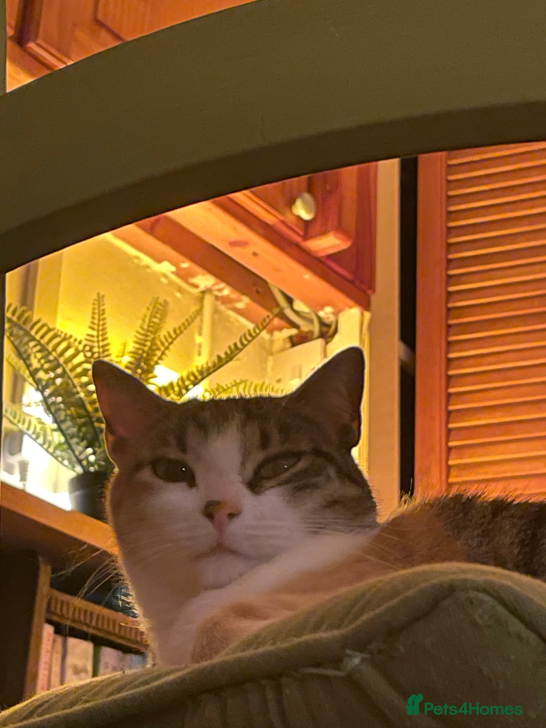 Domestic Shorthair cats for sale: Inigo and Daisy - Advert 5