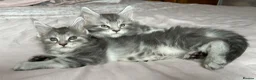 Maine Coon cats for sale: GCCF Blue and Silver Registered Maine Coon Kittens - Advert 13