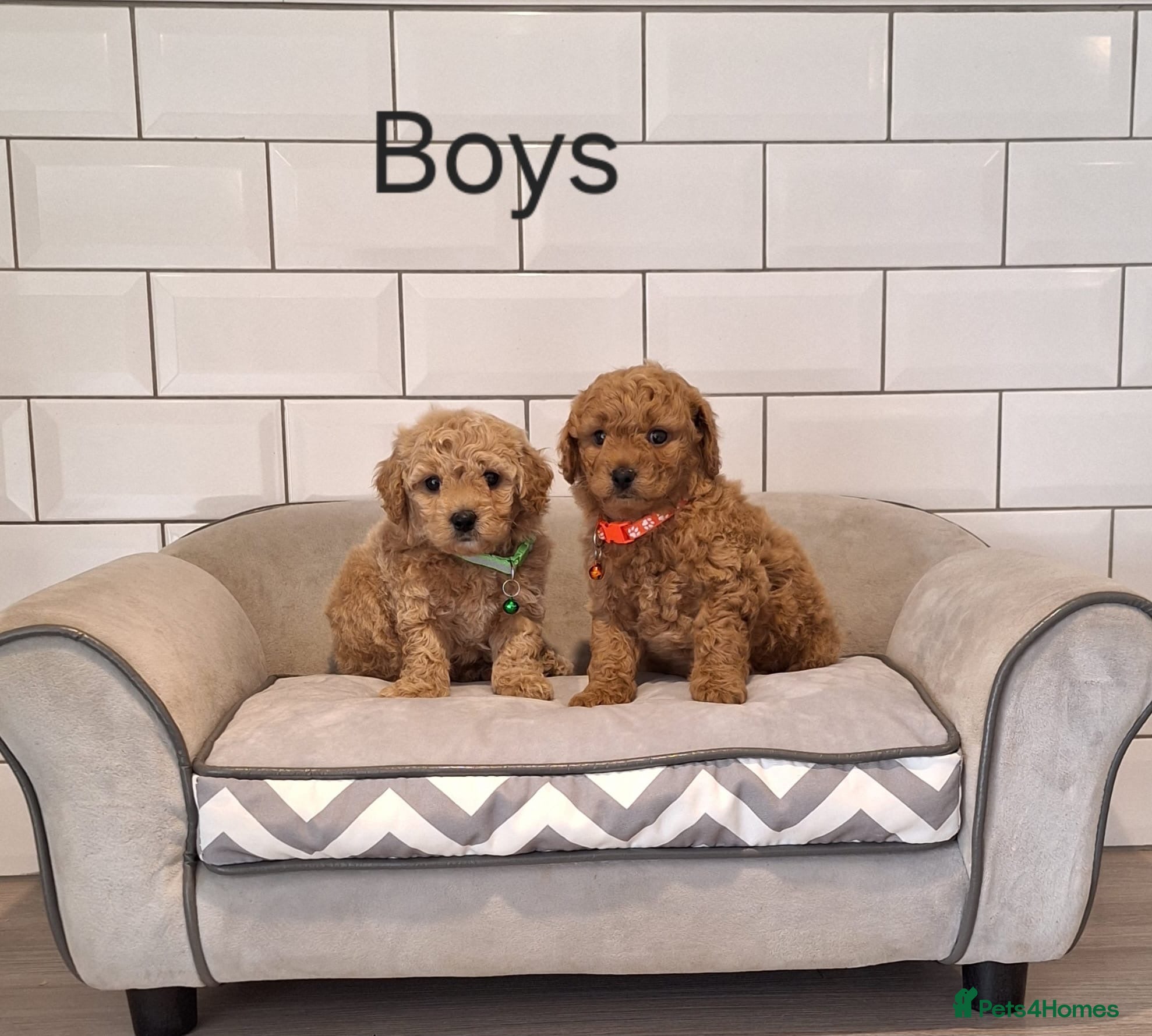 Cavapoochon dogs Cavapoochon puppies 🥰 - Advert 11