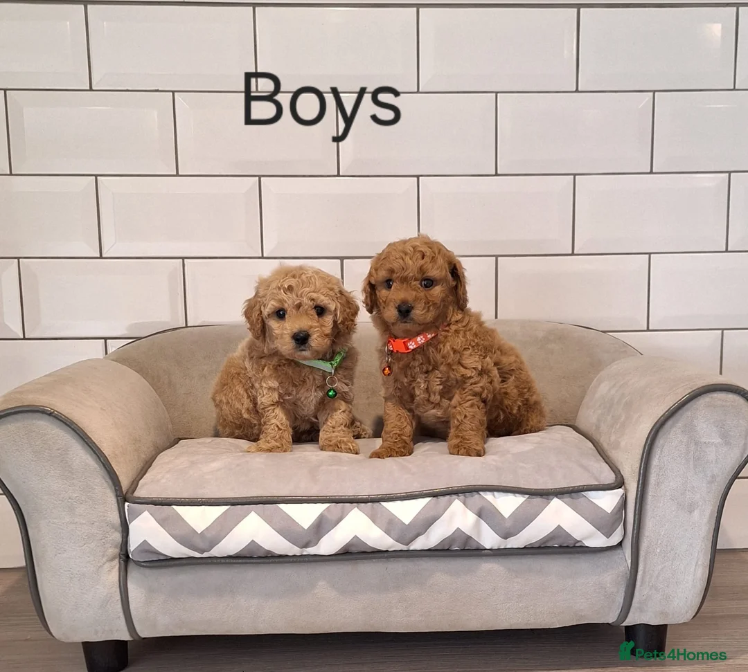 Cavachon dogs for sale: Cavapoochon puppies 🥰 - Advert 13
