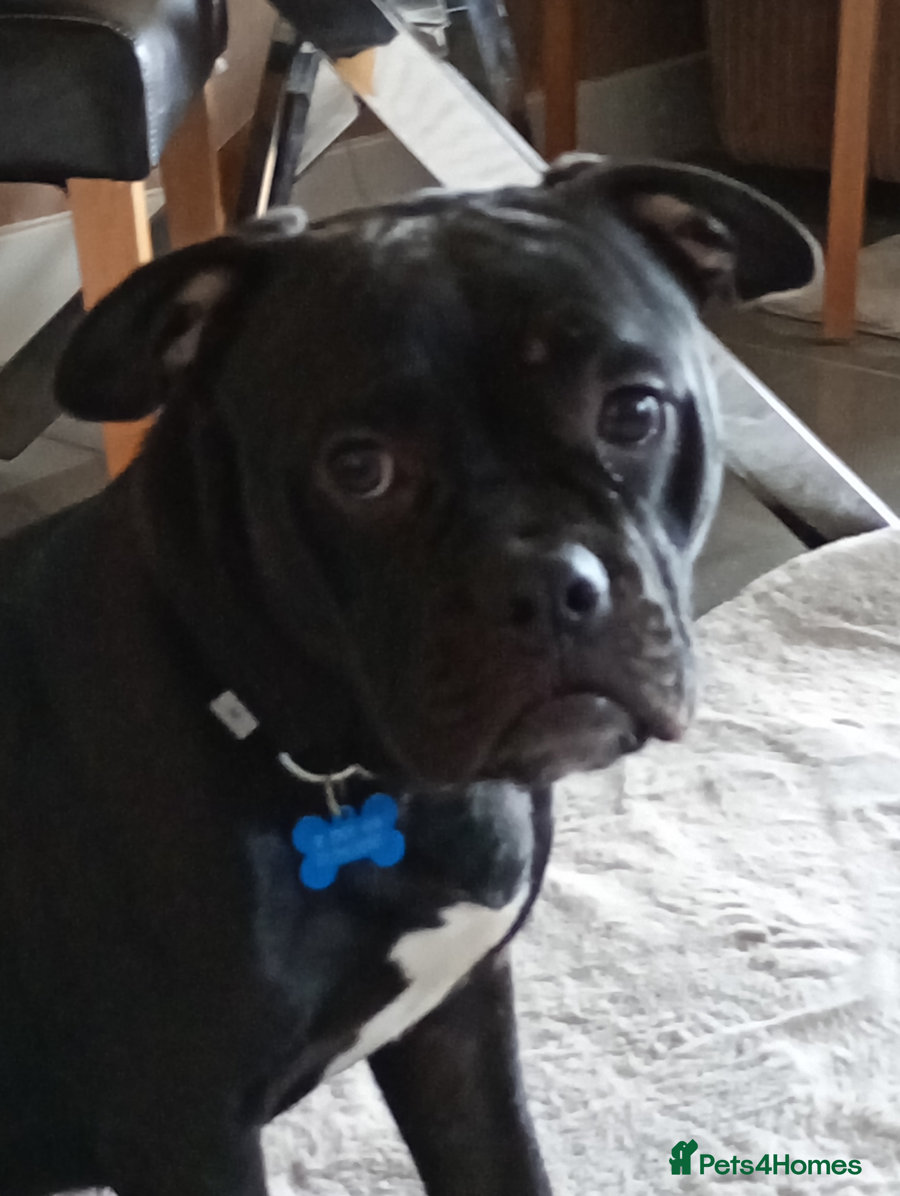 Mixed Breed dogs Frenchie crossed with Staffy male pup for sale - Advert 10