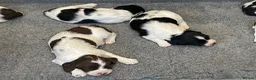 English Springer Spaniel dogs for sale: Exceptional KC Reg, ESS Pups, B/W & L/W in Oldham - Advert 16