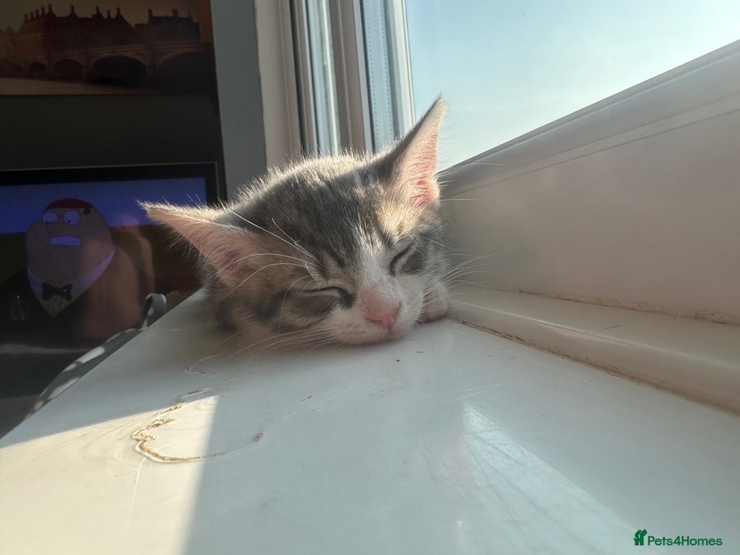 Mixed Breed cats for sale: milo  - Image 1
