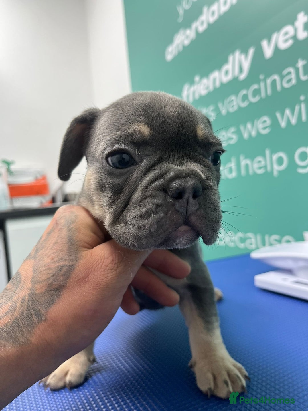 French Bulldog dogs for sale: 5* beautiful French bulldogs left ready to go 🏡 - Image 14