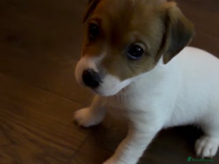 Jack Russell dogs for sale: Jack Russell Puppies - Advert 1