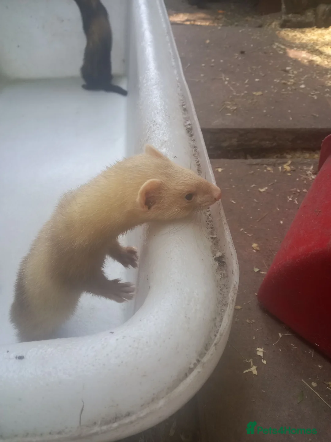 Ferret rodents for sale: Ferrets  in Crowborough - Advert 2