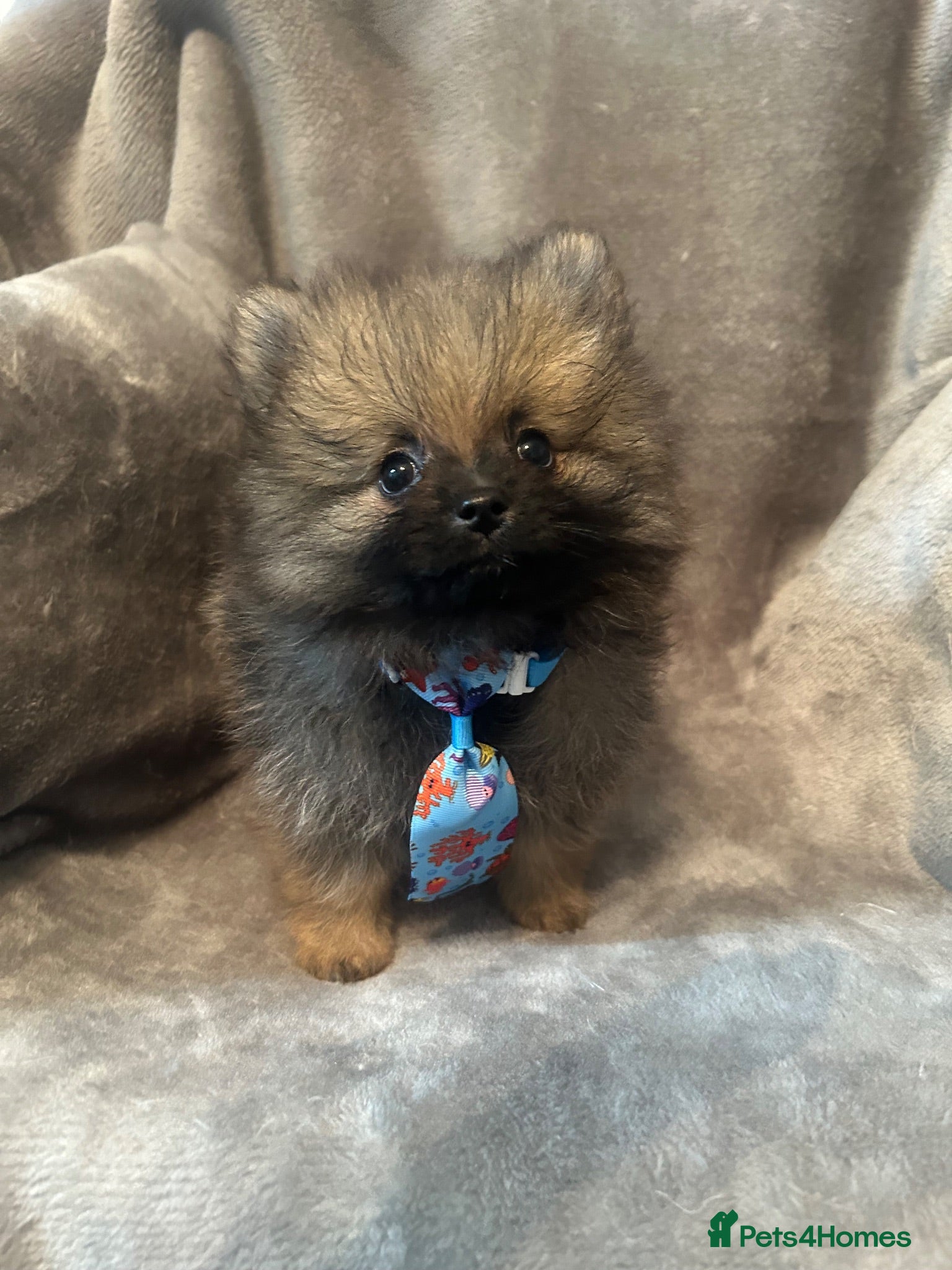 Pomeranian dogs *Reduced Full Pomeranians 6 puppies* - Advert 19