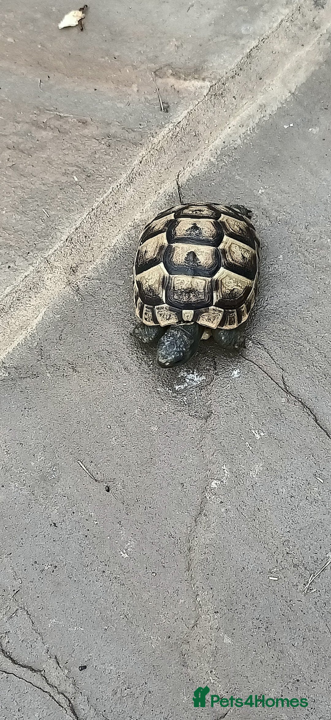 Hermann Tortoise reptiles for sale: 5 Spur Thighed Tortoises  - Image 14