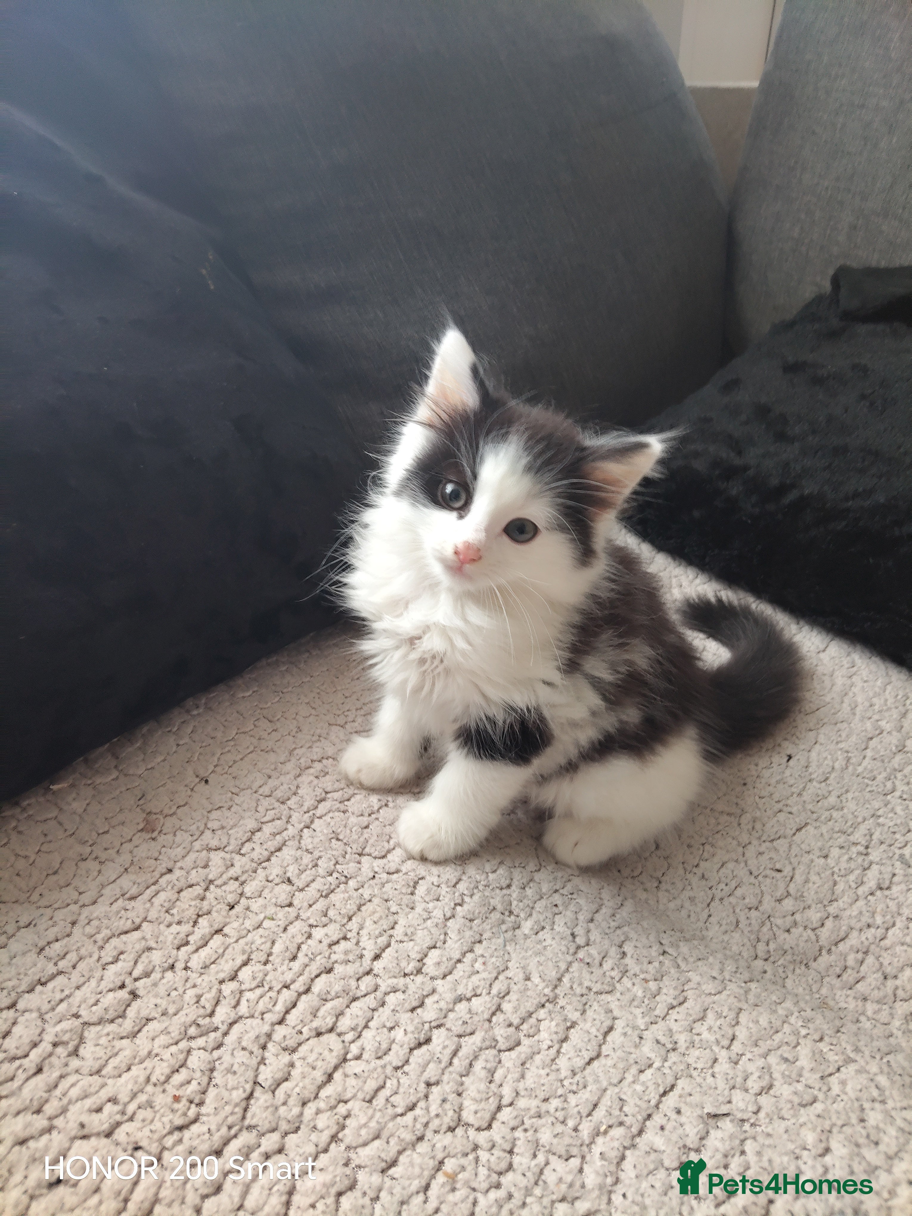 Mixed Breed cats 4 little Kitten for sale  - Advert 4