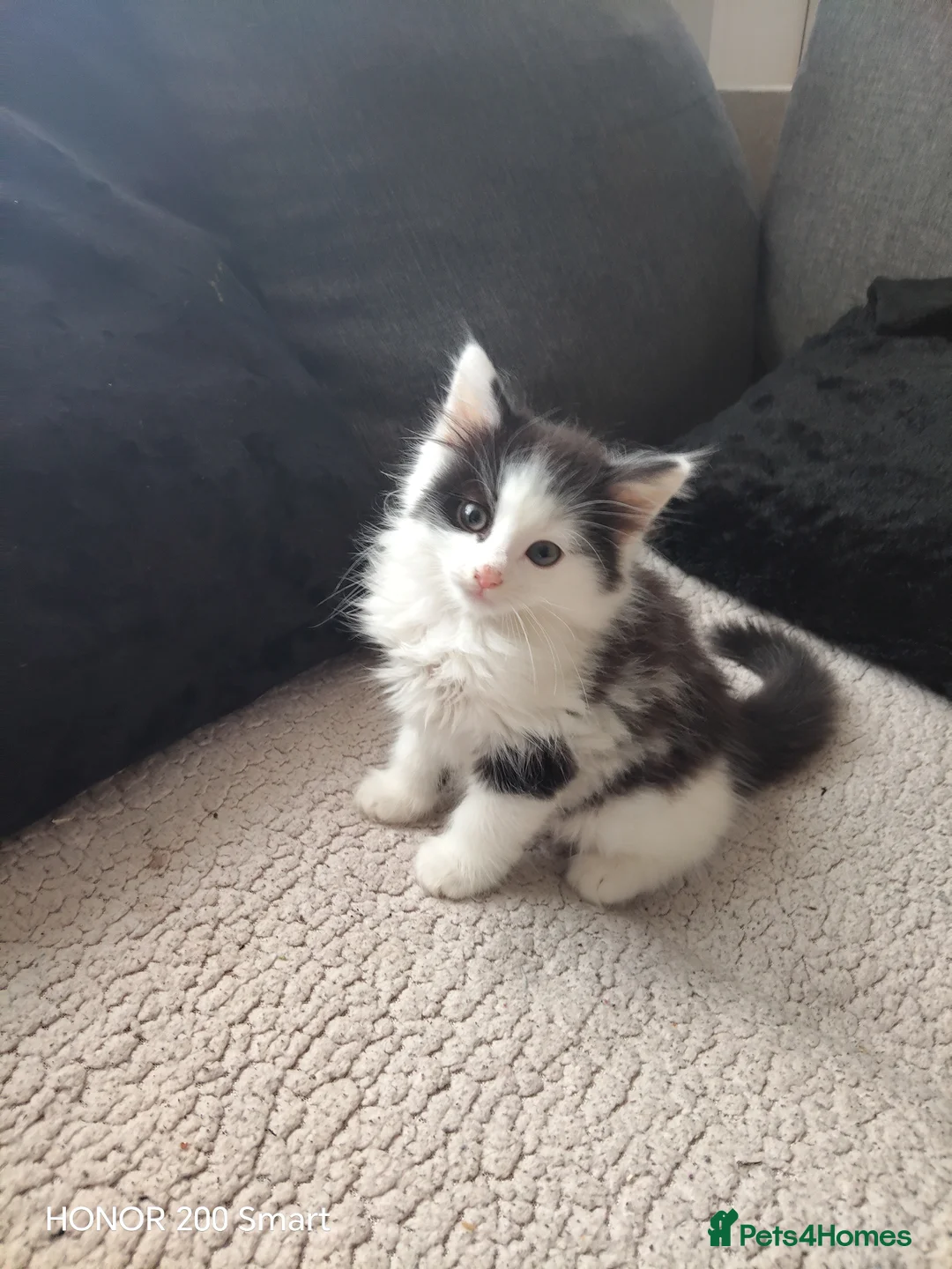 Mixed Breed cats for sale: 4 little Kitten for sale  - Advert 1