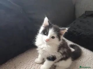 Mixed Breed cats 4 little Kitten for sale - Advert 1