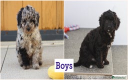 Cavapoo dogs for sale: Beautiful Cavapoochons for sale  - Image 4