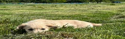Golden Retriever dogs for sale: Pedigree Golden Retriever Cream Female - Advert 9