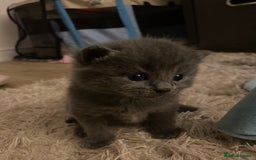 American Shorthair cats for sale: 4 amazingly beautiful kittens - Advert 12