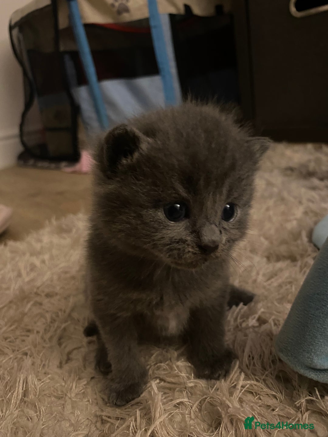 American Shorthair cats for sale: 4 amazingly beautiful kittens - Advert 12