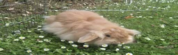 Lionhead rabbits for sale: Female Lionhead with Lovely Thick Light Brown Fur - Advert 5
