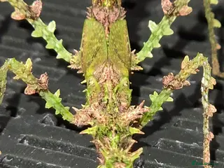 Stick Insects invertebrates Live stick insects and eggs - Advert 17