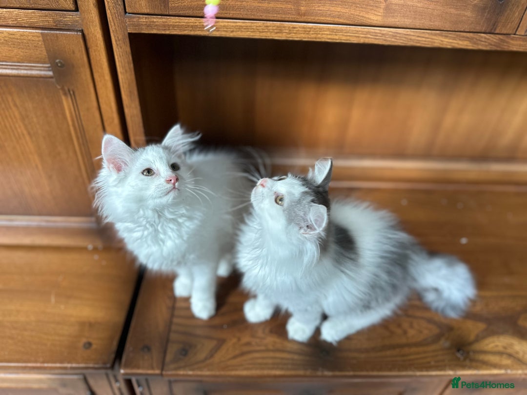 Siberian cats for sale: TICA Siberian kittens hypoallergenic & loving - Image 11