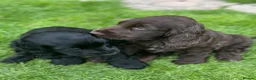 Cocker Spaniel dogs for sale: Show type Cocker Spaniel puppies, both sexes - Advert 8
