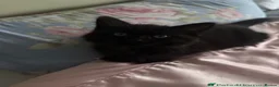 British Longhair cats for sale: 1 LEFT Mixed British Longhair kitten in Bungay - Advert 4