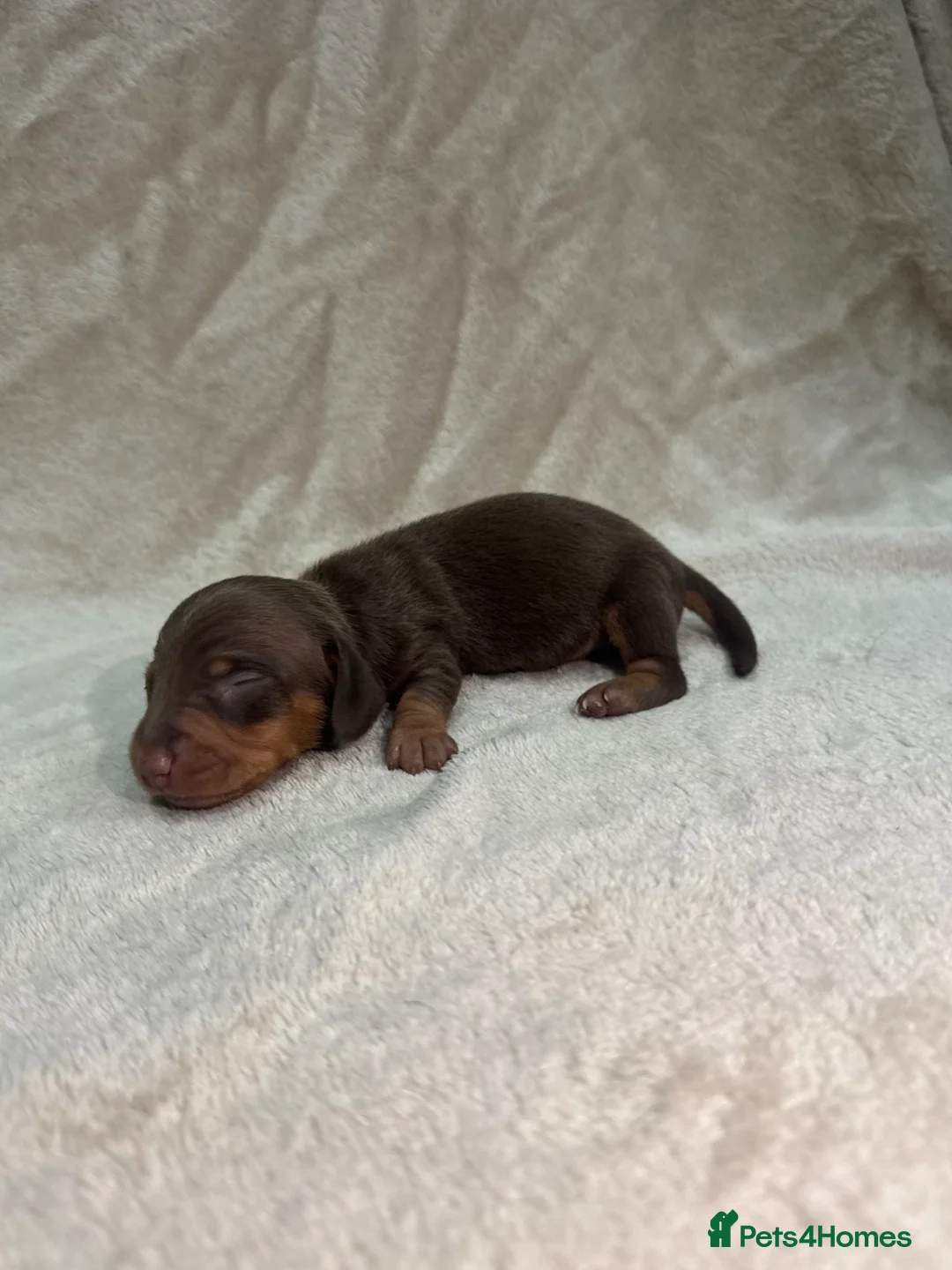 Miniature Dachshund dogs for stud: KC Reg Black and Tan Miniature Dachshund Stud - Advert 29